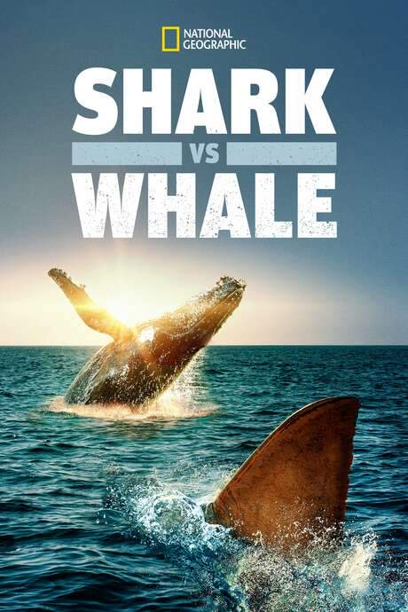 Shark Vs. Whale